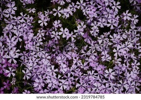 An image of a flowerbed with sprayed blue moon phlox (small, light violet flowers) for use as a background for a website or computer screen and etc., as well as various printing purposes 
