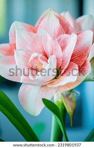Amaryllis flower in the pot Royalty-Free Stock Photo #2319801937