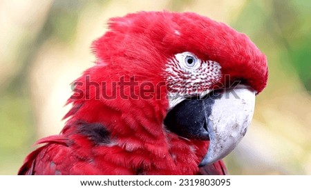 Bright red macaw forest photo