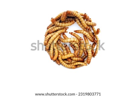 Mealworms are the larval form of the mealworm beetle. Tenebrio Molitor a species of darkling beetle. Mealworms are used for food for pets or as bait by fishermen. Mealworms are edible for humans.  Royalty-Free Stock Photo #2319803771