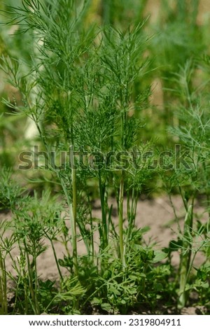 Young green fresh dill in the garden, in bright sunlight. Selective focus. Growing greens and herbs, healthy eating. Royalty-Free Stock Photo #2319804911