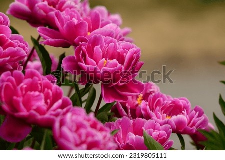 Paeonia lactiflora 'Karl Rosenfield' (Peony)  Royalty-Free Stock Photo #2319805111