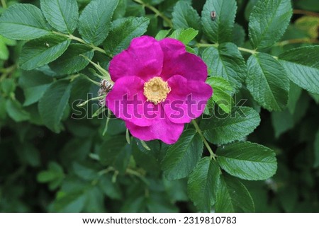 Japanese rose, rosa rugosa in the garden. Royalty-Free Stock Photo #2319810783