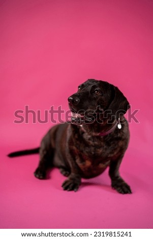 Attentive brown brindle dachshund dog sitting on floor with its mouth open and looking aside against pink background
