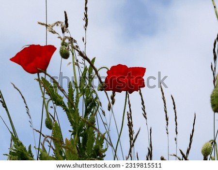 You see poppies photographed from the bottom to the top. The color of the flower is red