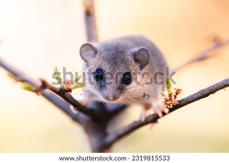 shot of a woodland dormouse on a tree with white flowers, dormouse with a gray coat, wild nature, very small squirrel,