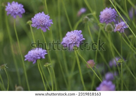 Scabiosa columbaria. Butterfly Blue, Small scabious, perennial herb with dissected leaves. Royalty-Free Stock Photo #2319818163