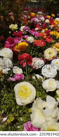 A picture of a flower garden in Iran
