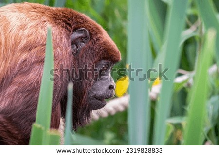 Close-Up Red Howler Monkey Balancing on a Rope