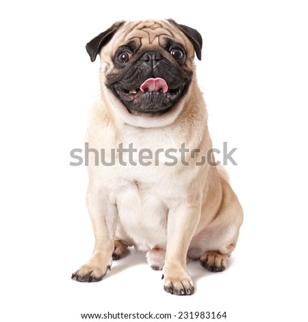 Pug dog isolated on a white background Royalty-Free Stock Photo #231983164