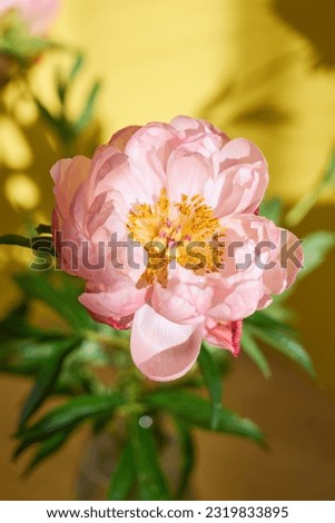 A huge blossoming pink peony against the background of a yellow wall.