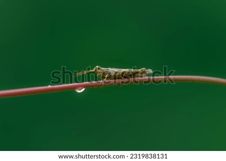 Grasshopper on branch Isolated background, animal closeup 