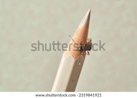 Earwig walking on the tip of a white pencil on a white background