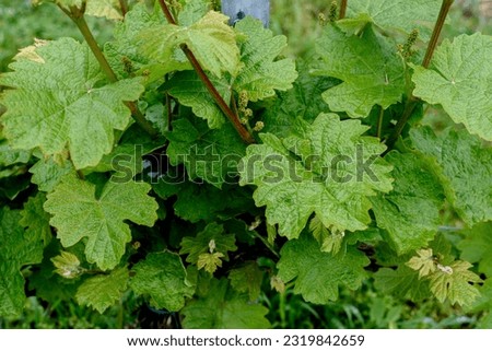 Grape Leaves In Vineyard . Vineyard cultivation. Close-up of grapes growing in vineyard Royalty-Free Stock Photo #2319842659
