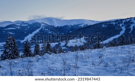                                coniferous trees covered with snow and snowy mountains with sky