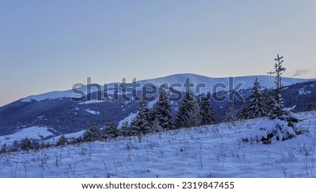                                coniferous trees covered with snow and snowy mountains with sky
