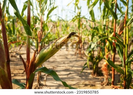 Corn field, with mature corn, ready for harvest. Dry time, problems of agriculture in a dry period. Rich harvest concept.