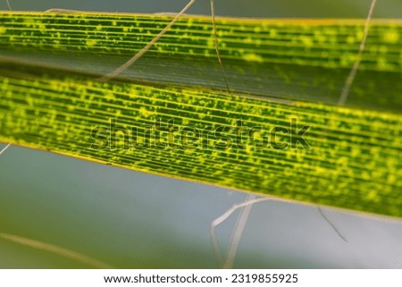 Fibers at the tips of a palm tree leaf close-up. The concept that natural fibers examined under a microscope show they are the prototype of modern artificial nanotechnologies. Royalty-Free Stock Photo #2319855925