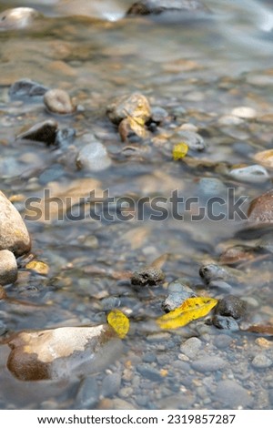Yellow leaf in the foreground in a river streaming down hill, one of the rivers that crosses the town of Mindo, Pichincha Province, Ecuador