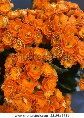 Several orange flowers together. Littles, but beautifuls!  