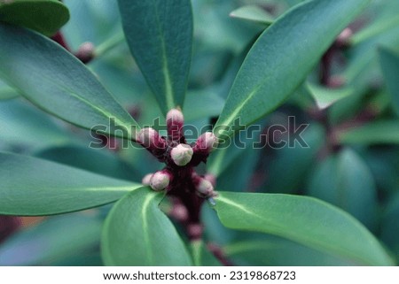 A close up of native Tasmanian pepper berry. Royalty-Free Stock Photo #2319868723