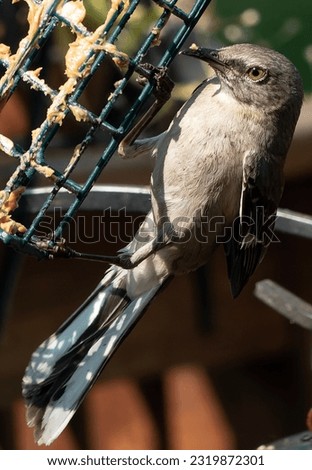 A  Northern Mockingbird on the bird feeder                               