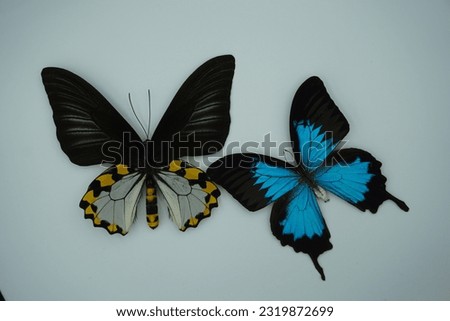 Butterfly in blue and black and yellow pattern on white background