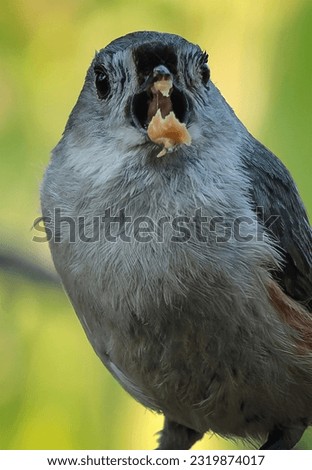 A  Northern Mockingbird on the bird feeder                               