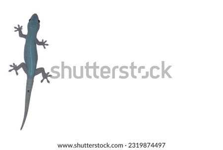 
The Lizard With White Background Picture. Lizard Isolated White Background. 