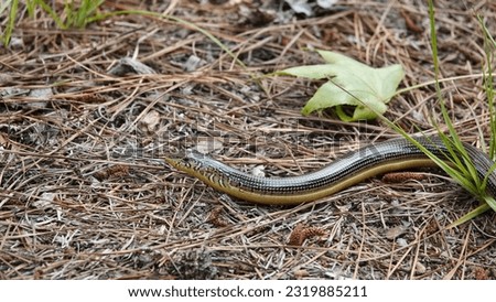                                Glass Snake or Legless Lizard on the ground in the morning light at Pinckney Island.