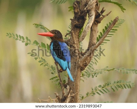 a Halcyon cyanoventris or Javan kingfisher perching on a branch