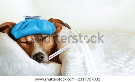 Vet with dog and cat. Puppy and kitten at doctor. Dog vaccination in vet clinic with veterinary. Woman Stroking Dog at Vet Clinic. Sick dog in hospital bed.  Royalty-Free Stock Photo #2319907031