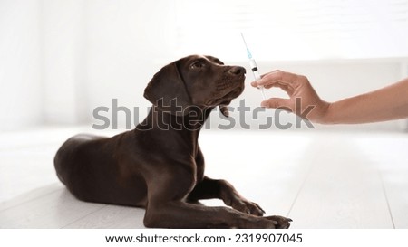 Vet with dog and cat. Puppy and kitten at doctor. Dog vaccination in vet clinic with veterinary. Woman Stroking Dog at Vet Clinic. Sick dog in hospital bed. 