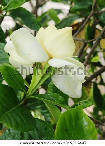Cape jasmine  flower  a ornamental plant with their calyx. 