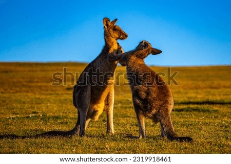 Mighty eastern grey kangaroos demonstrate their strength and fight by striking each other with their limbs during sunset. Look At Me Now Headland Walk, Emerald Bay near Coffs Harbour, NSW, Australia	