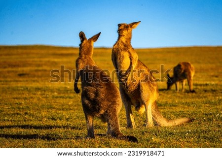 Mighty eastern grey kangaroos demonstrate their strength and fight by striking each other with their limbs during sunset. Look At Me Now Headland Walk, Emerald Bay near Coffs Harbour, NSW, Australia	