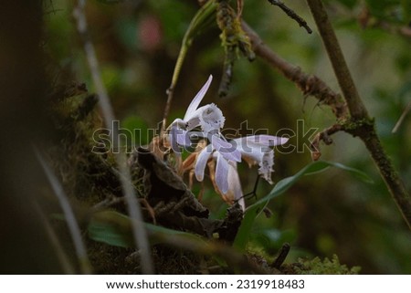 Orchids grow in large trees.
Pictures at Ang Ka Luang, Doi Inthanon, Thailand