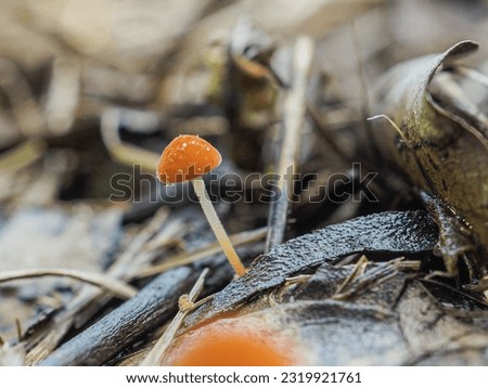 macro photography focus on small mushrooms Heaps of rain-soaked leaves in blurred background