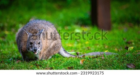 portrait of a cute pademelon (thylogale) - little kangaroo feeding on the grass in new south wales rainforest, dorrigo national park, australia; adorable kangaroo closeup	
