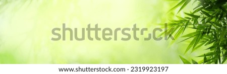 Nature of green bamboo leaf in garden at summer. Natural green leaves plants using as spring background cover page greenery environment ecology lime green wallpaper Royalty-Free Stock Photo #2319923197