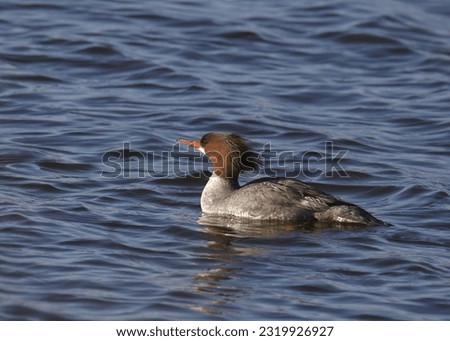 Common Merganser (female) (mergus merganser) swimming in a lake