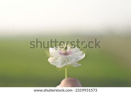 Close up photo of beautiful white flower in grass