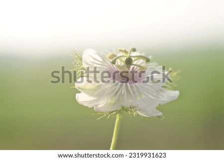 Close up photo of beautiful white flower in grass