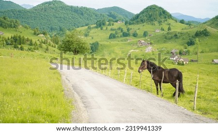 horse in a quiet, remote mountain landscape. detail.