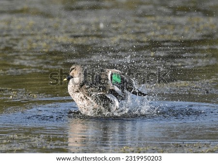 A selection of images of waterfowl (ducks, geese) in various situations, from settled on water, to feeding, interacting, flying solo or in pairs or small groups. Each image is individually captioned.