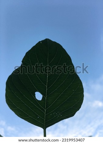 Perforated leaves can be seen clearly by the sun and the sky is blue