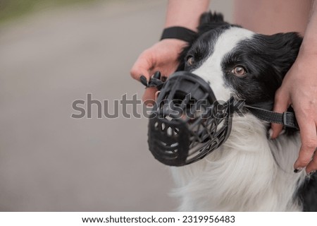 Woman walks 2 dogs. Close-up of female legs, border collie and bull terrier in muzzles and on leashes on a walk outdoors.  Royalty-Free Stock Photo #2319956483