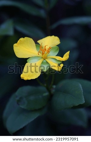 Blooming yellow carnival ochna flower with blurry green leaves background, image for mobile phone screen, display, wallpaper, screensaver, lock screen and home screen or background   