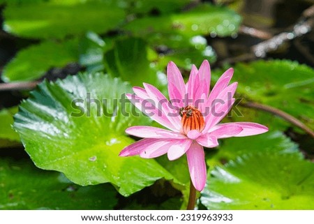 Pink waterlily inside the pond in the botanical garden, honey bee taking nectar, Mahe Seychelles Royalty-Free Stock Photo #2319963933