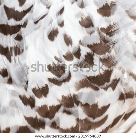 Feathers of a white eagle owl as an abstract background. Texture.
